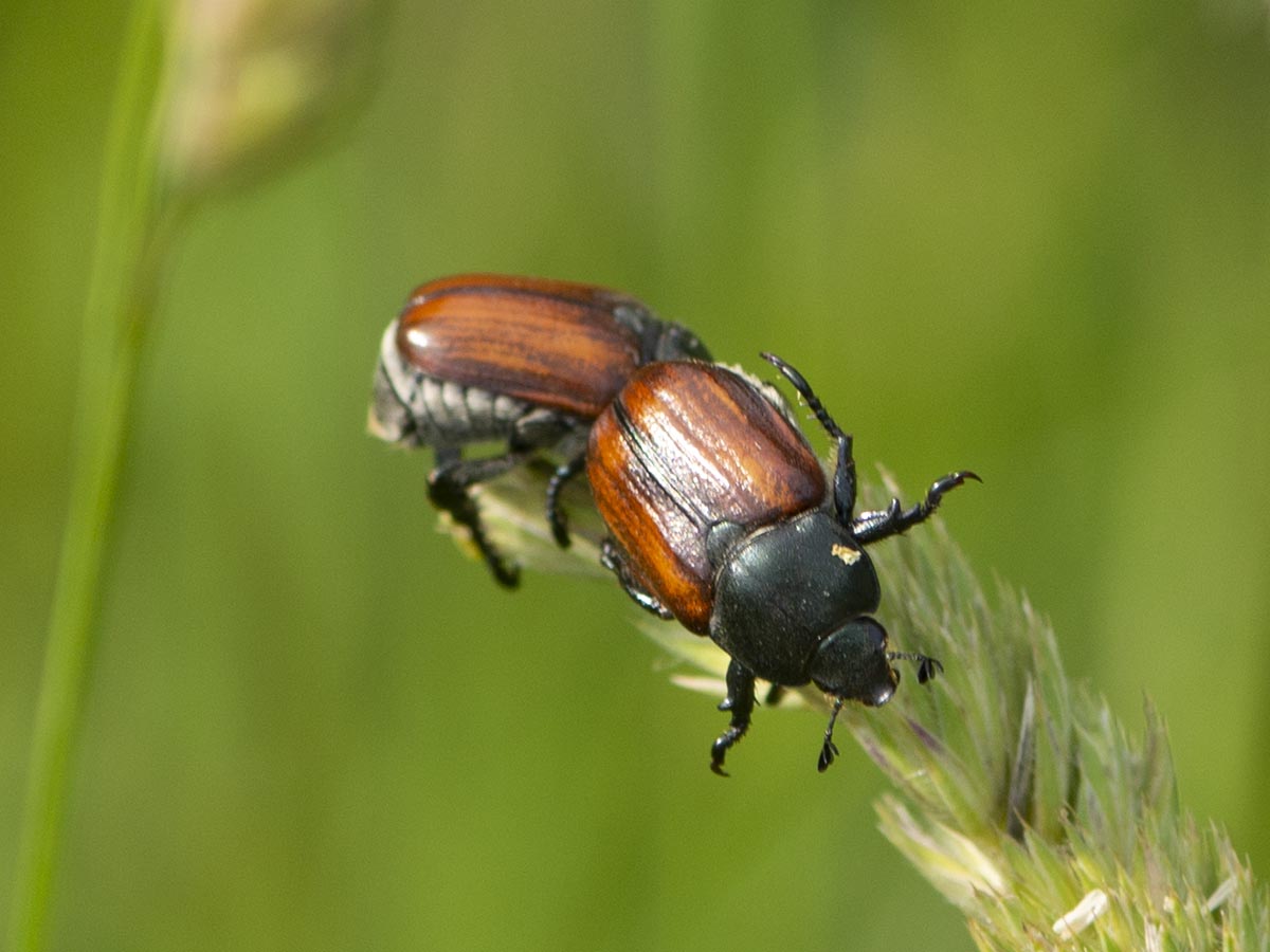 Habitus
